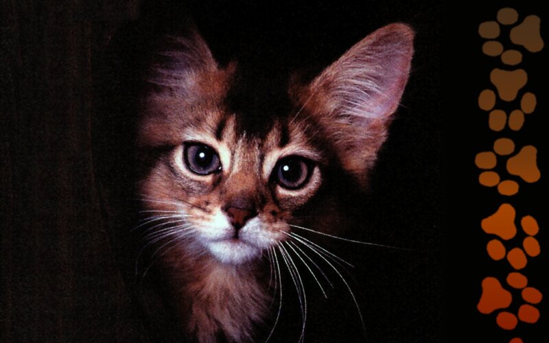 Somali Cat Kitten