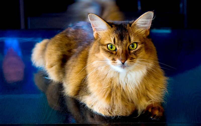 Somali Cat Lying Down — Brown, Calm