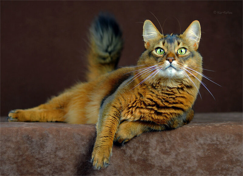 Somali Cat Lying Down — Brown