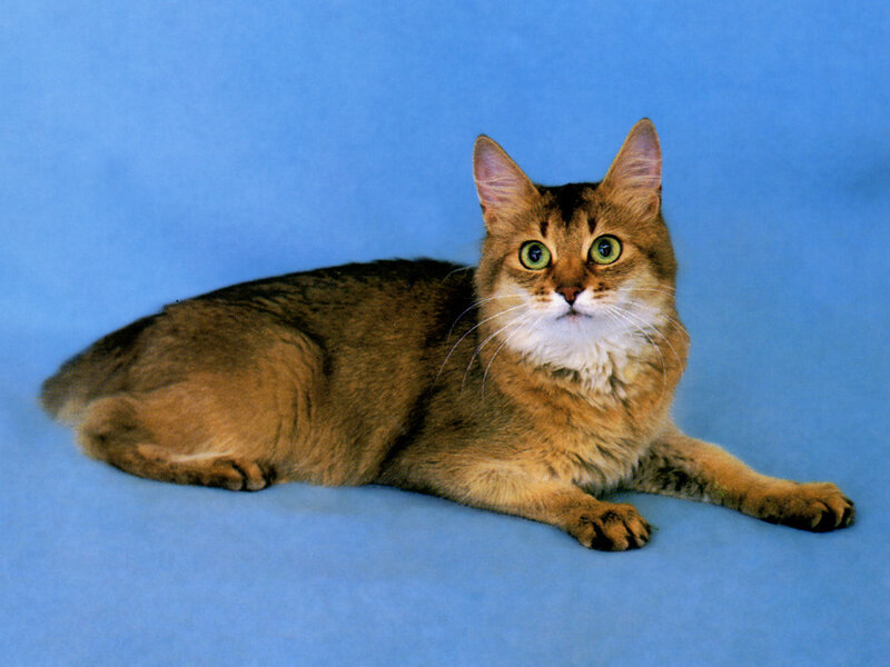Somali Cat Lying Down