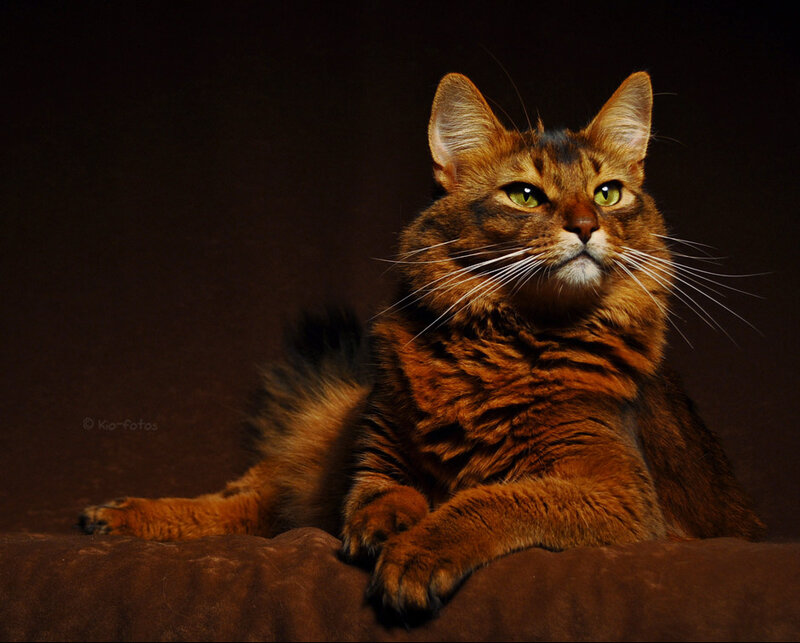 Somali Cat on Brown Surface