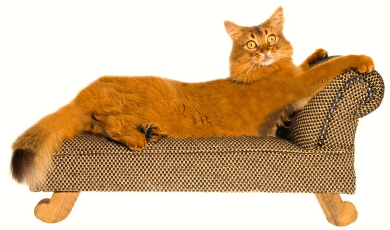 Somali Cat on Chaise