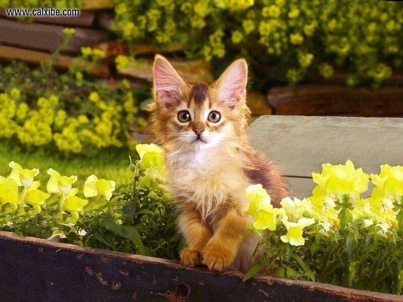 Somali Kitten in Flowers