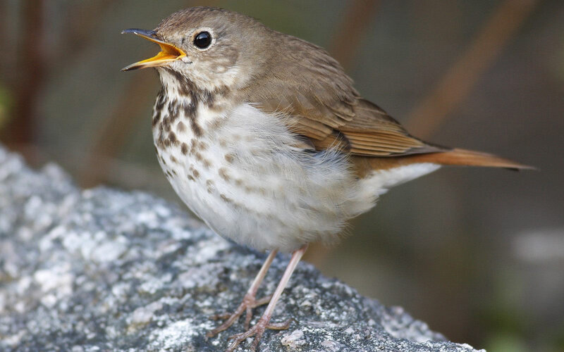 Song Thrush Bird