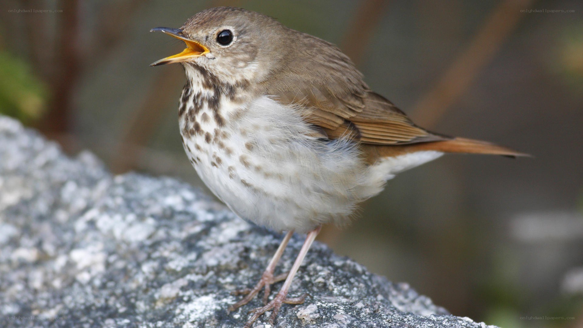 song thrush on a rock