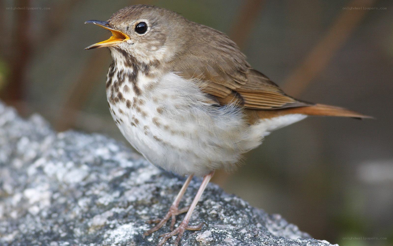 song thrush on a rock