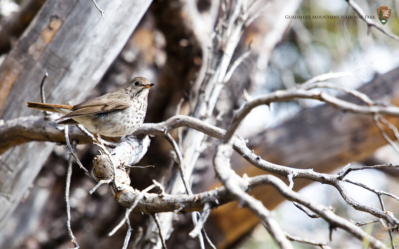Songbird on a Branch