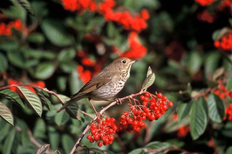 Songbird on Berry Branch
