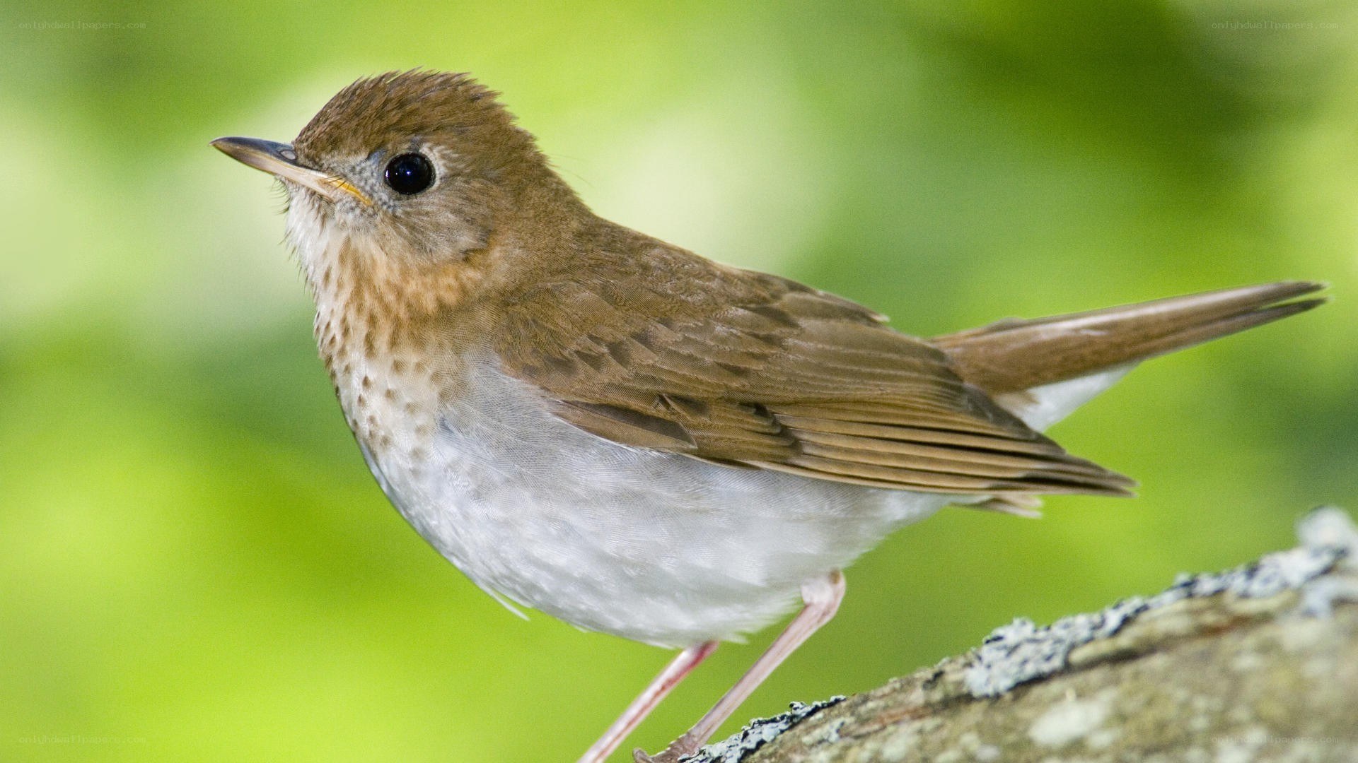 songbird perched on branch