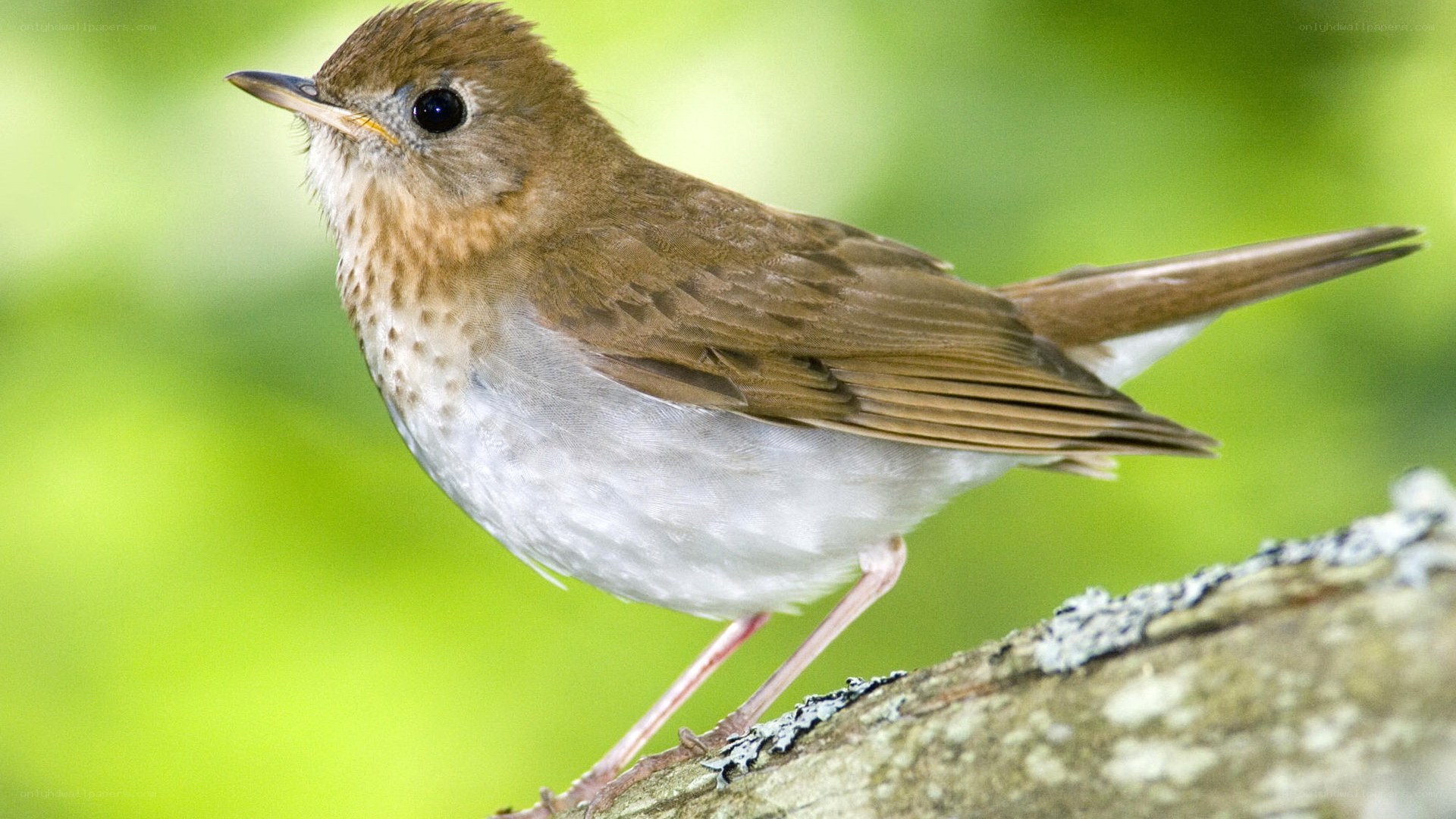 songbird perched on branch