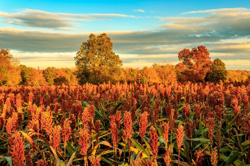 Sorghum Field at Sunset