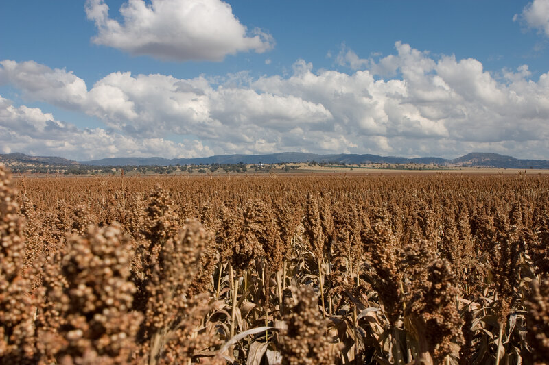 Sorghum field under cloudy sky