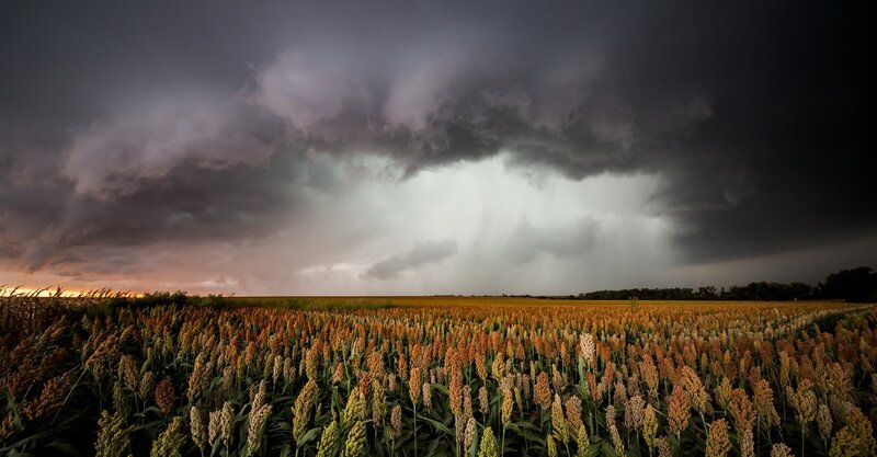 Sorghum Field under Storm