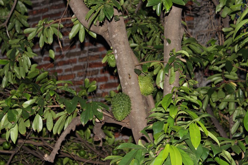 Soursop Fruits on Tree