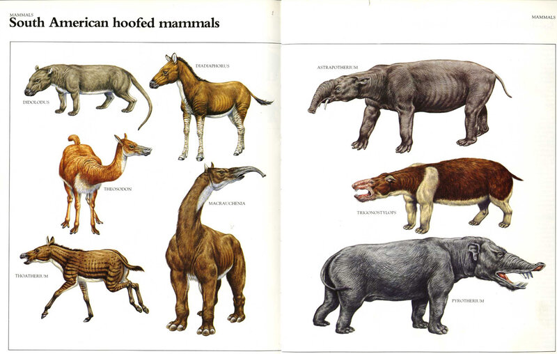South American hoofed mammals