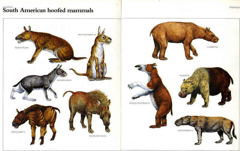 South American hoofed mammals