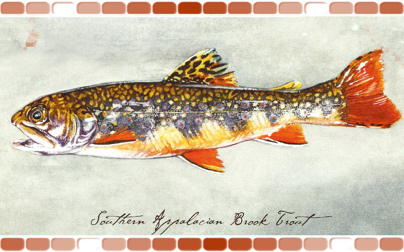 Southern Appalachian Brook Trout