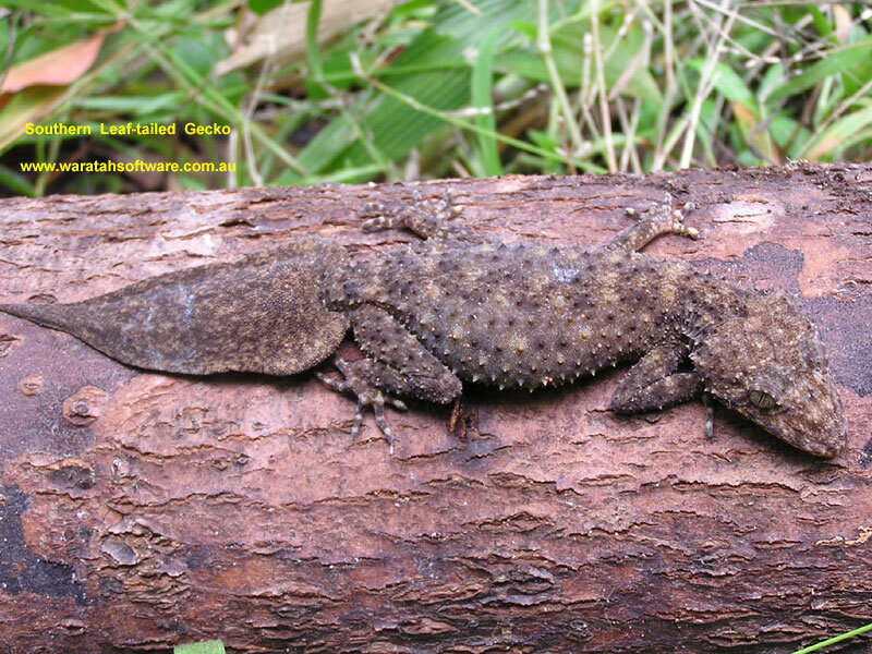 Southern Leaf-tailed Gecko