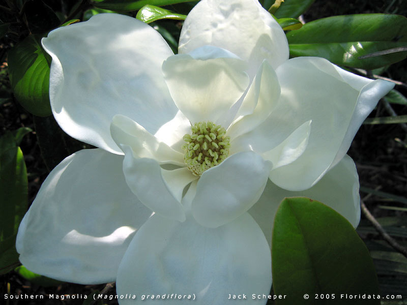 Southern Magnolia flower