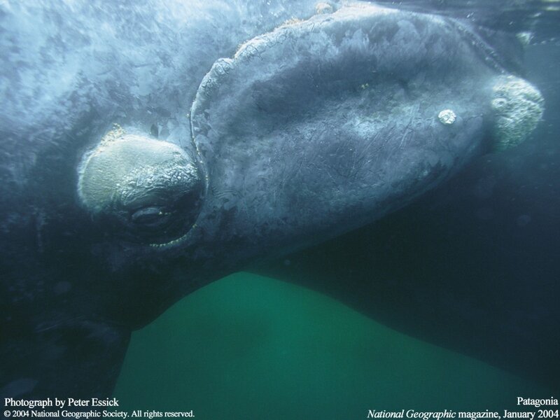 Southern right whale underwater