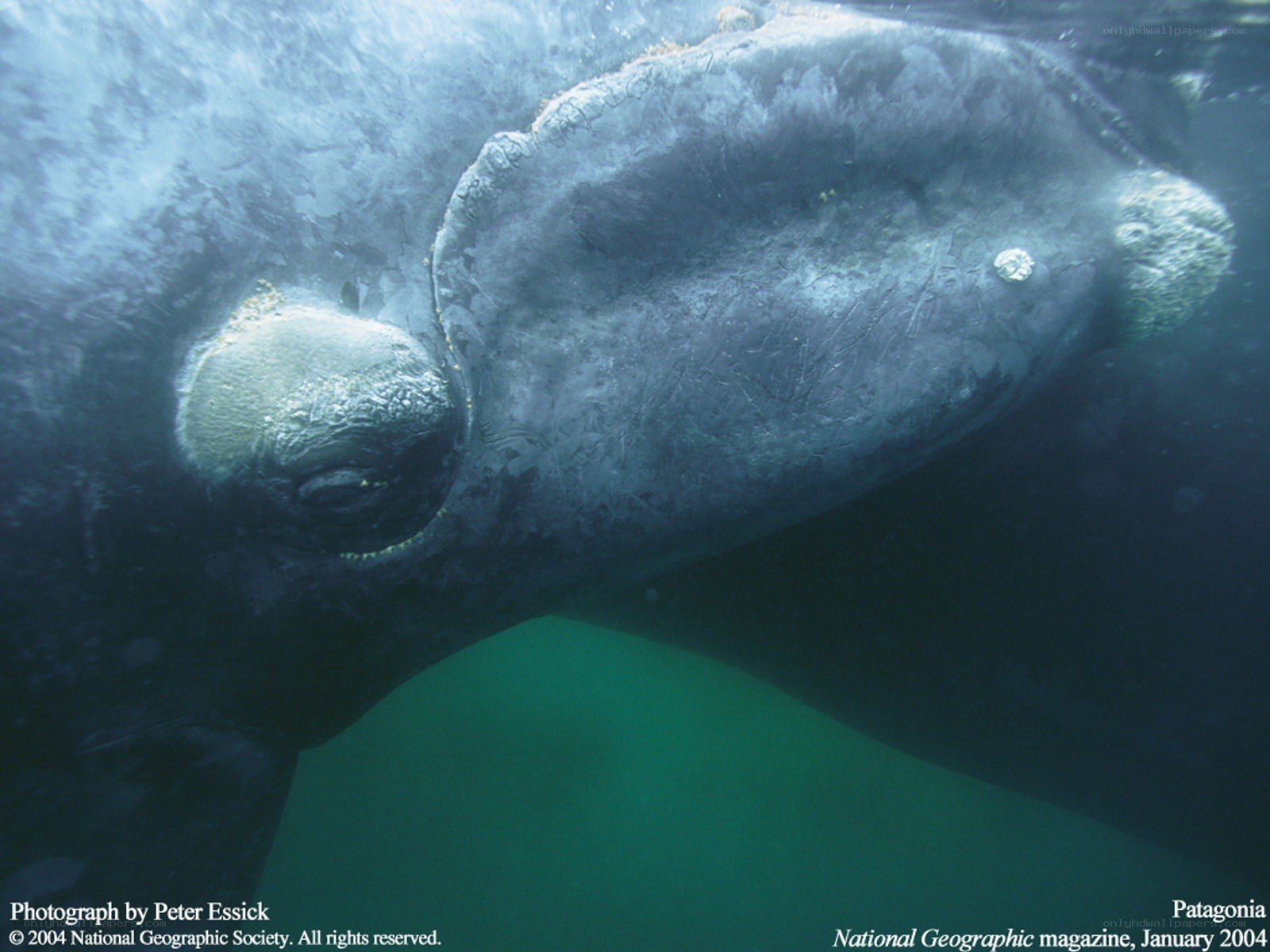 Southern right whale underwater