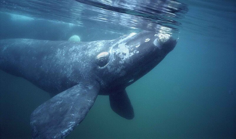 Southern right whale underwater