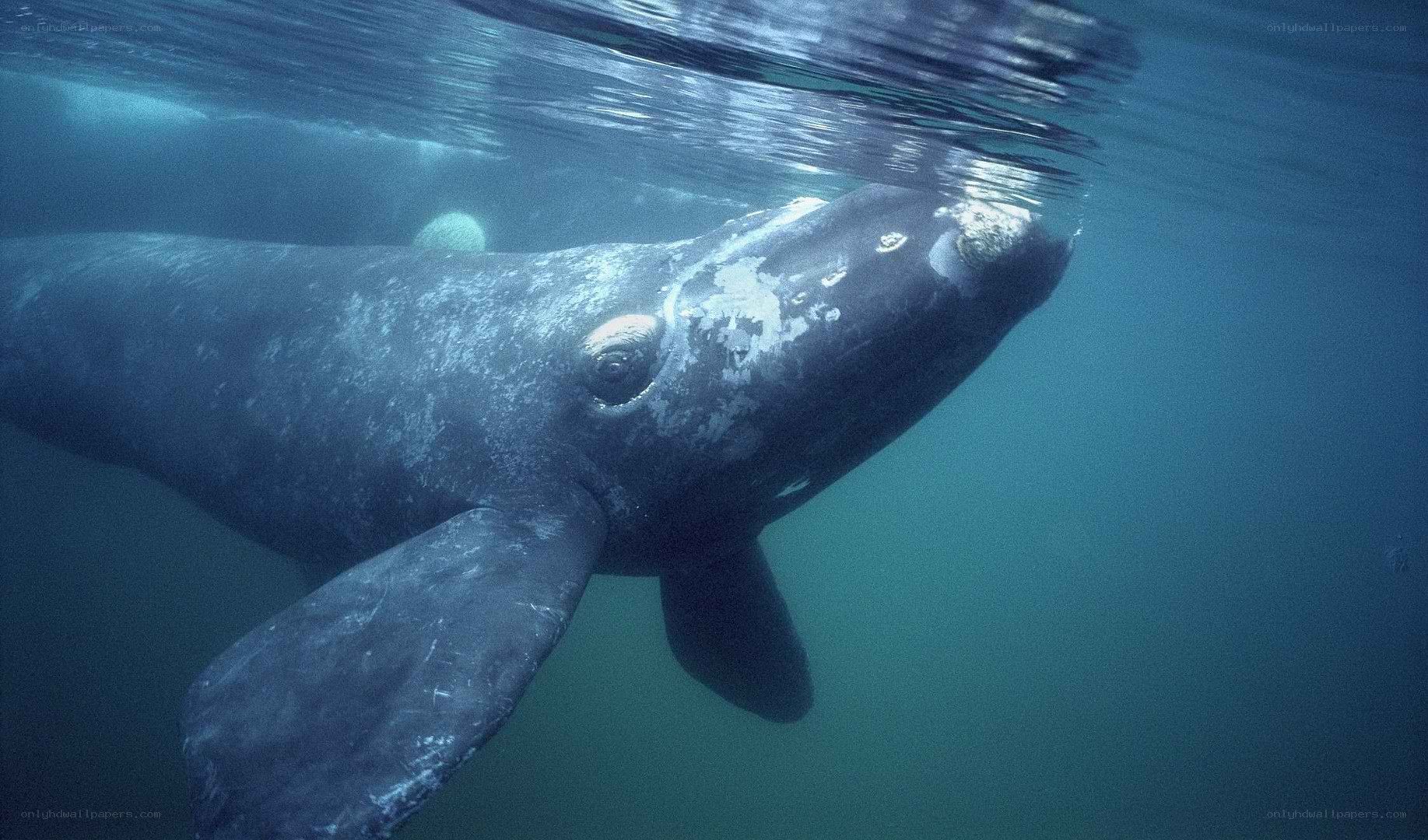 Southern right whale underwater