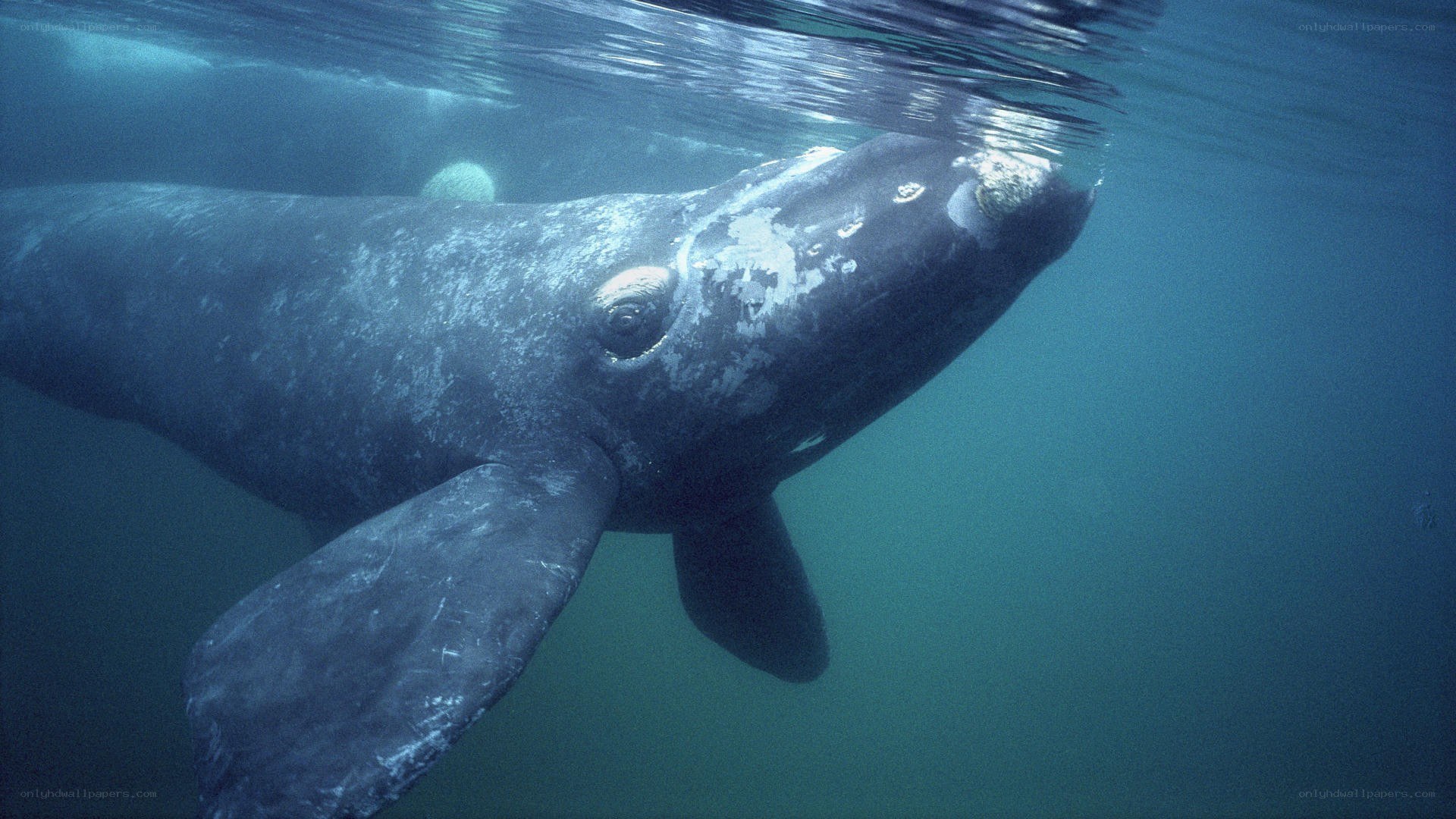 Southern right whale underwater