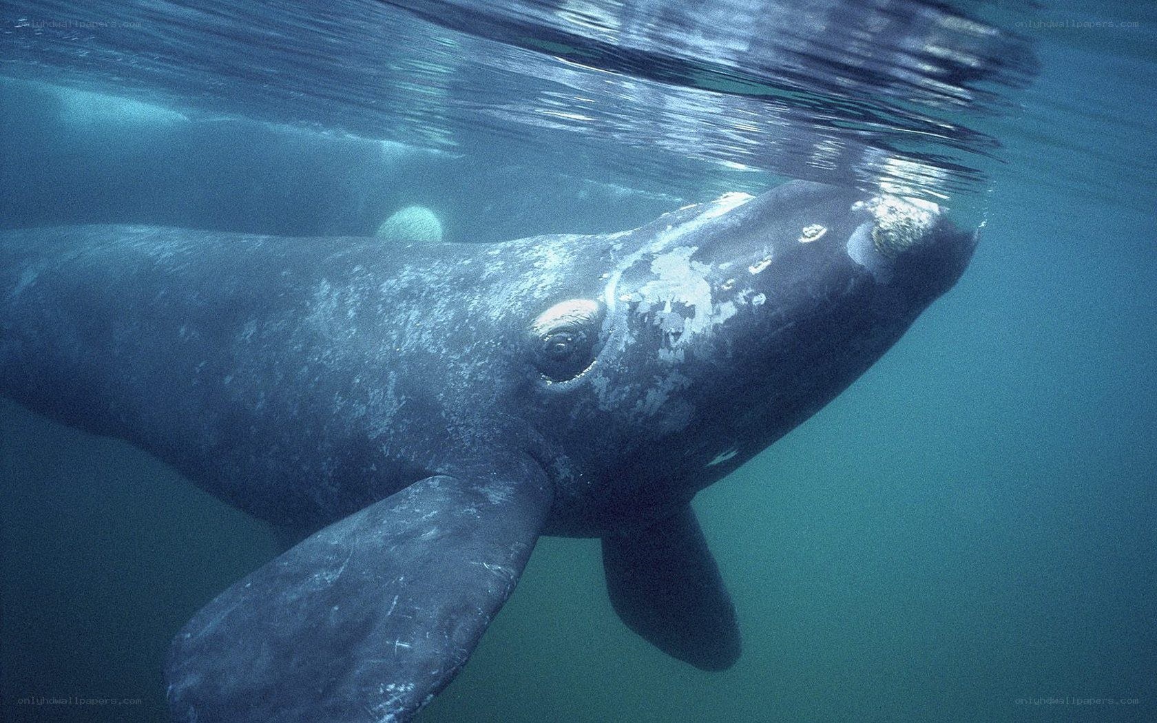 Southern right whale underwater