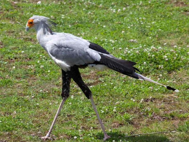 Southern Secretary Bird