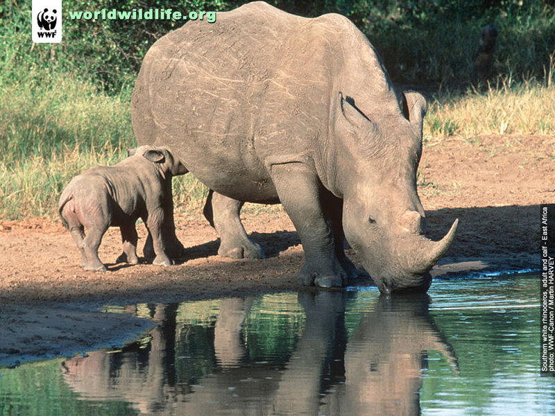 Southern White Rhino Calf