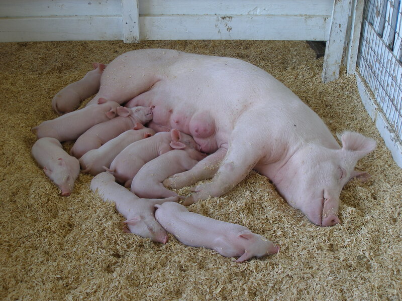 Sow Nursing Piglets — Pink