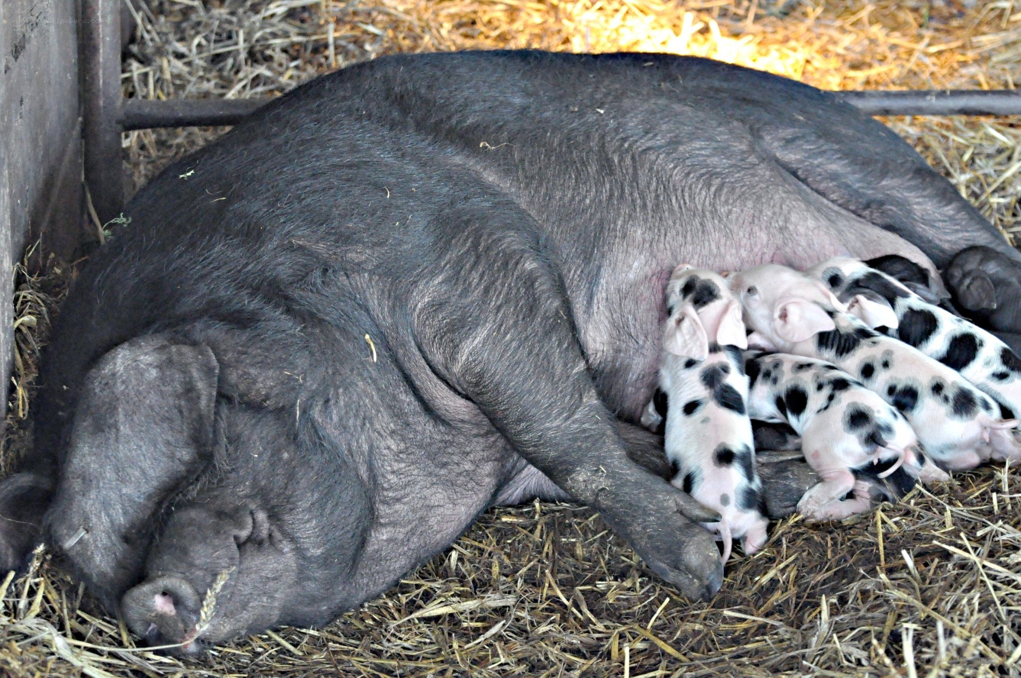 Sow nursing piglets