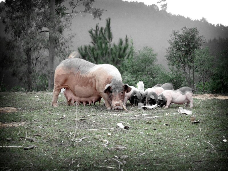 Sow with piglets in field
