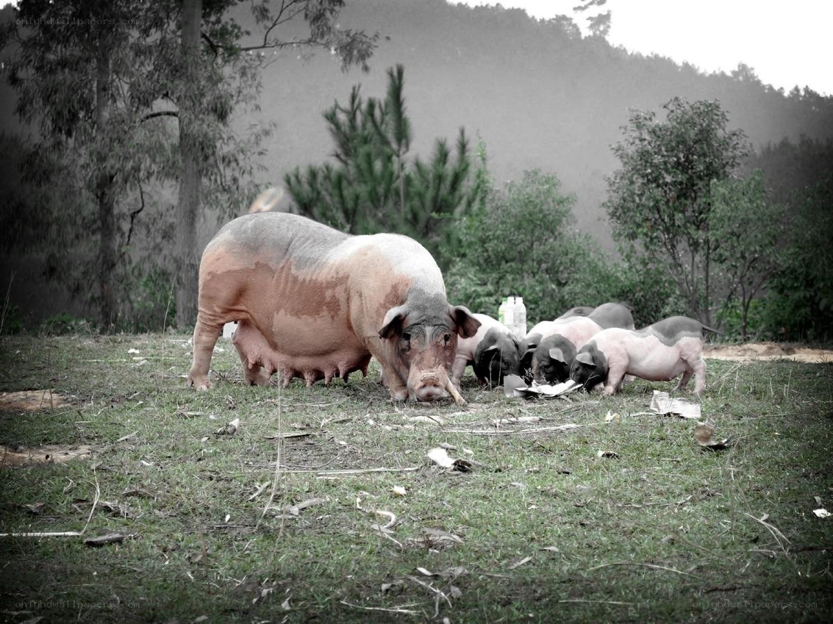 Sow with piglets in field