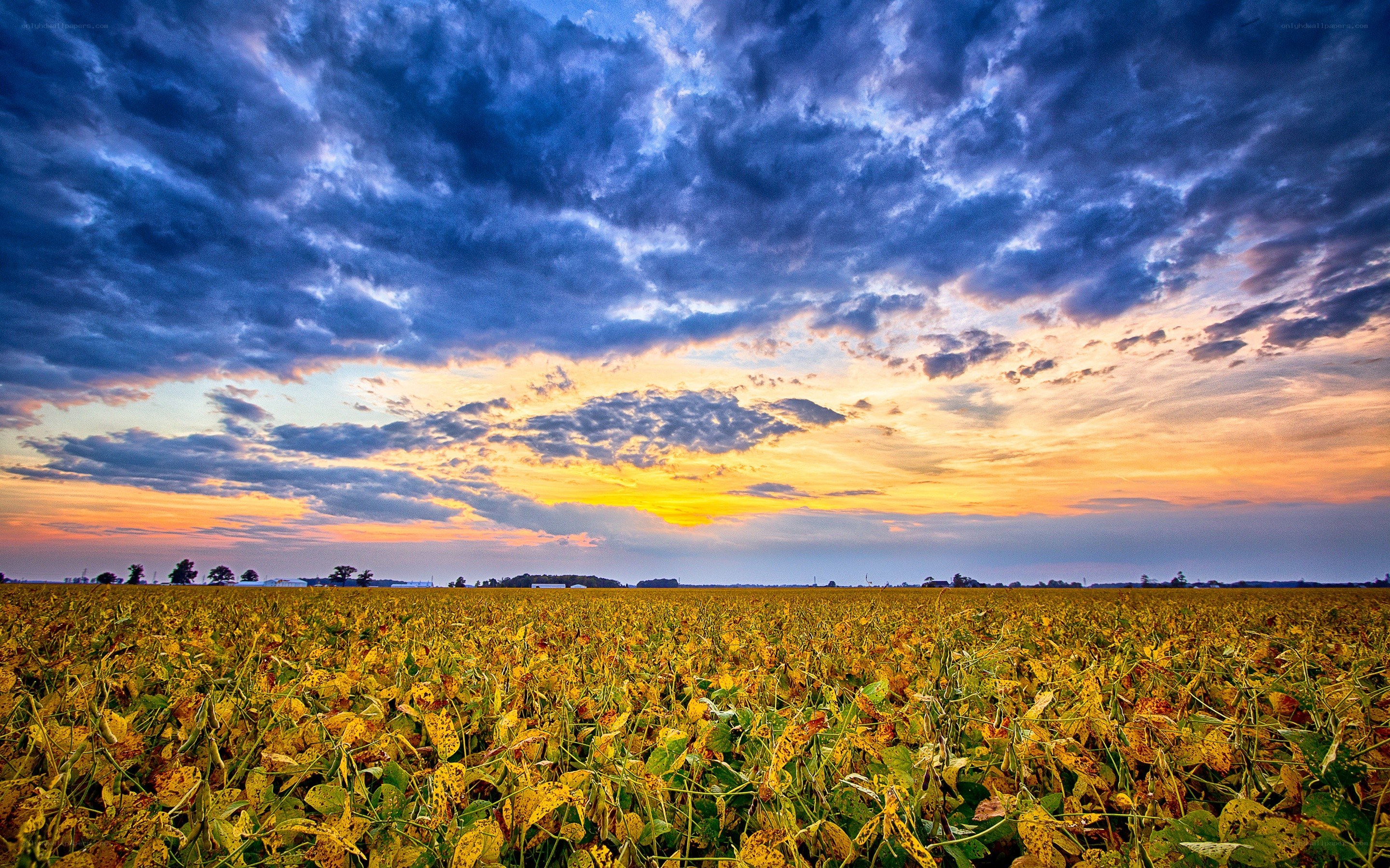 Soybean field at sunset