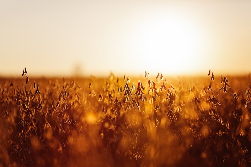 Soybean Field at Sunset — Gold