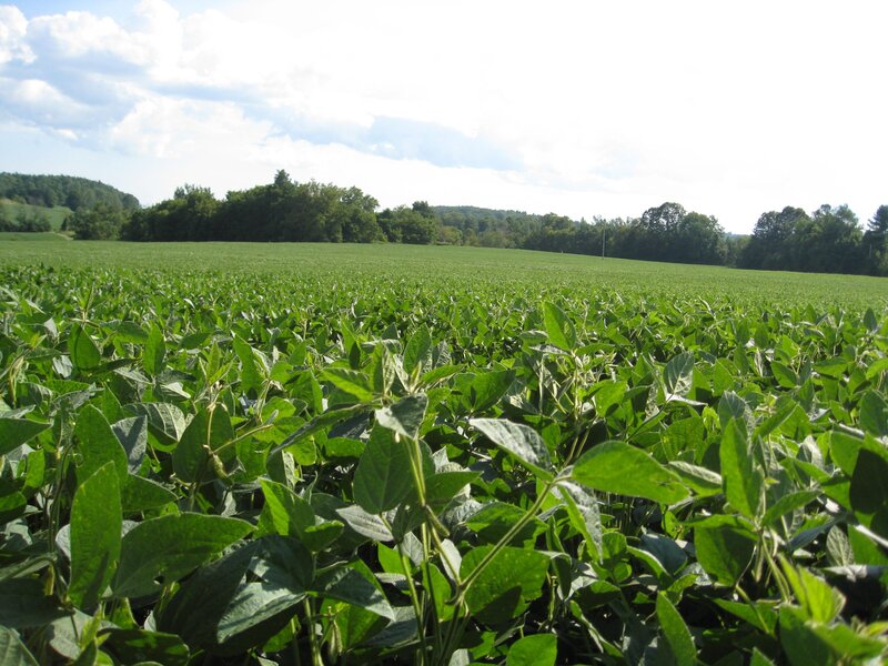 Soybean Field