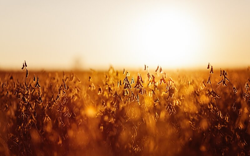 Soybeans at golden hour