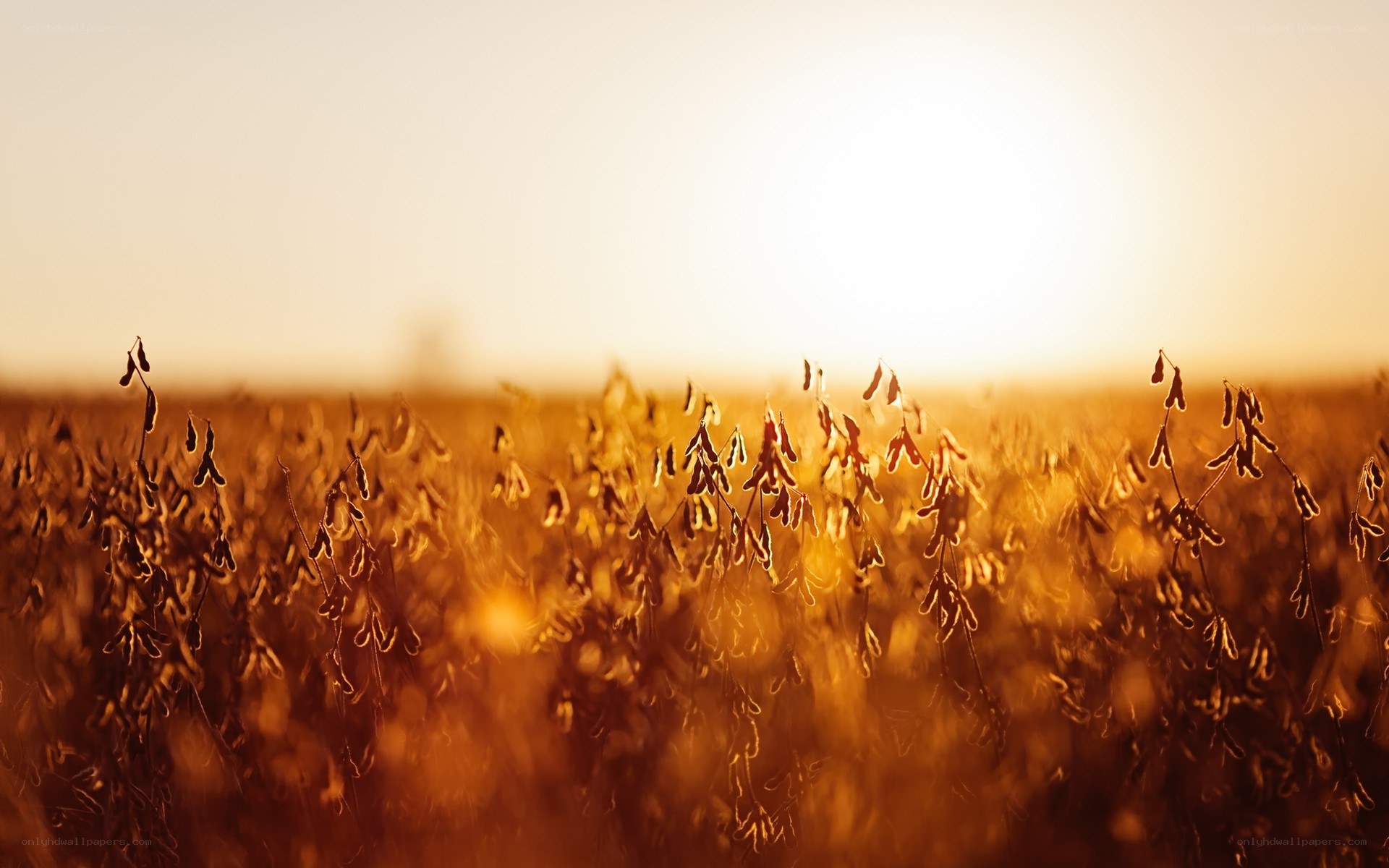 Soybeans at golden hour