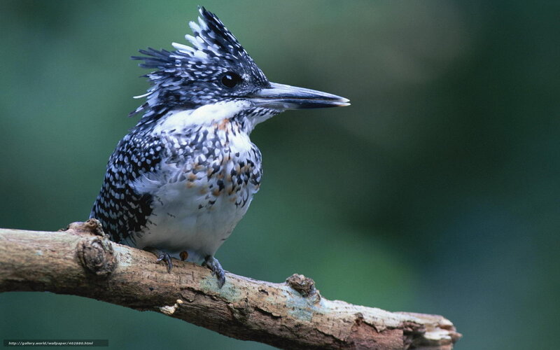 Spangled Kookaburra — Green