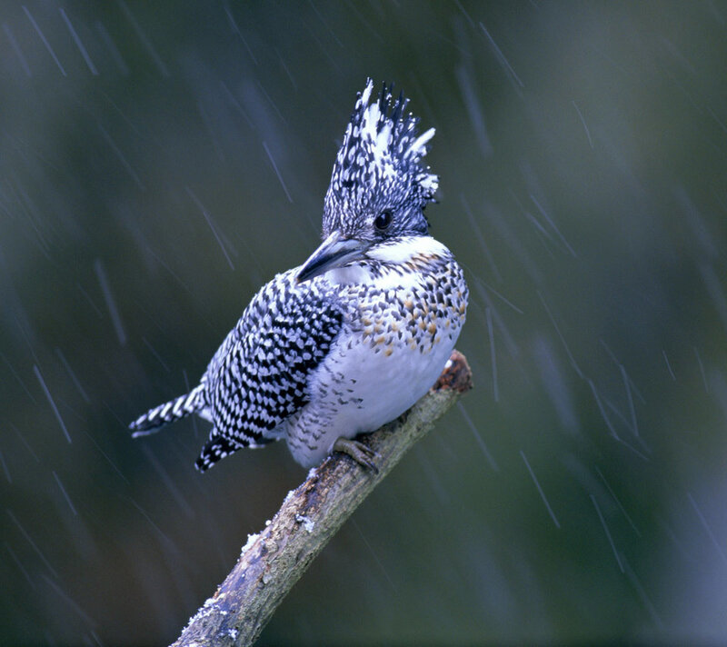 Spangled Kookaburra