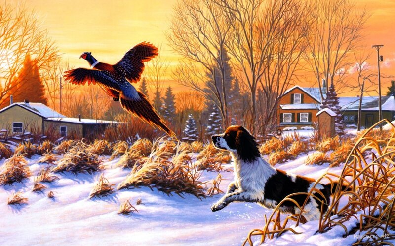 Spaniel Chasing Pheasant