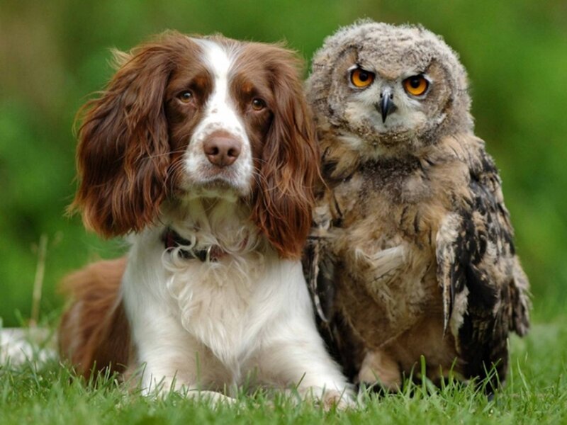 Spaniel Dog and Owl — Green, Calm, Afternoon