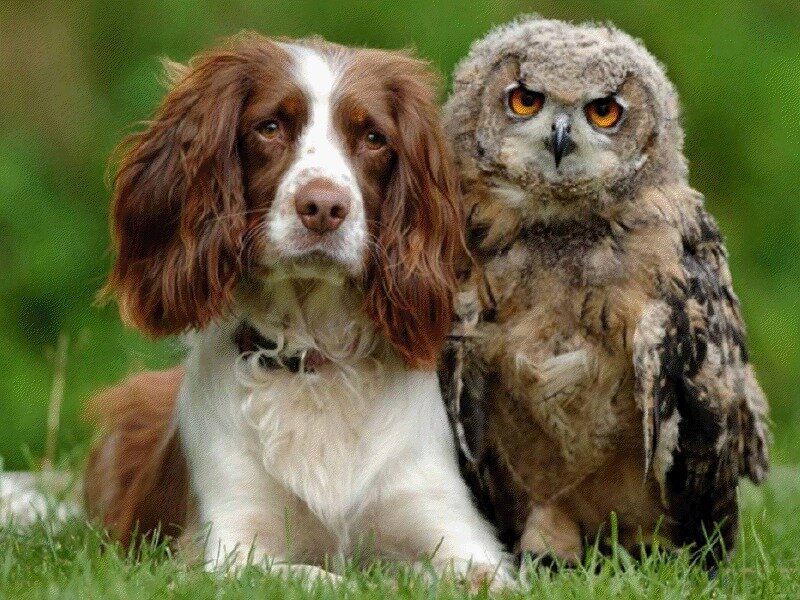 Spaniel Dog and Owl — Green