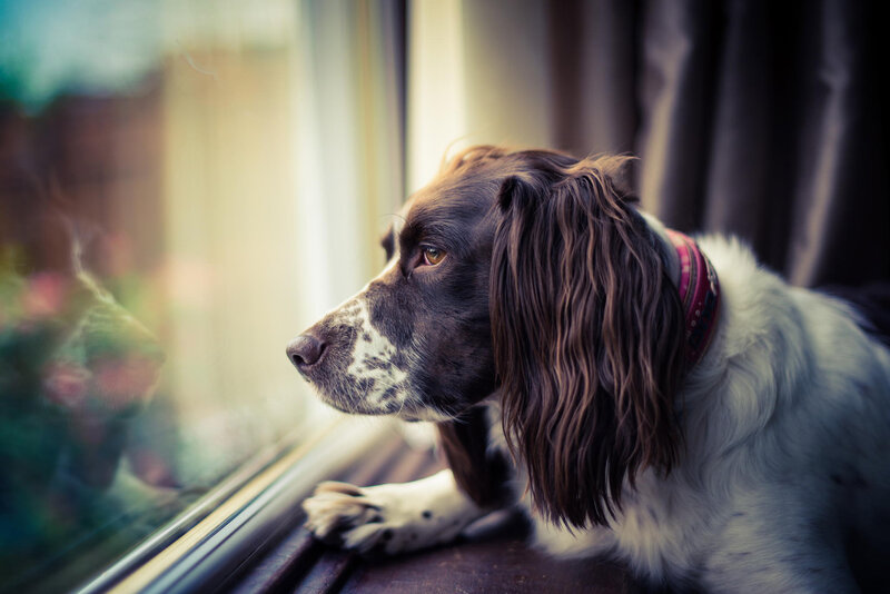 Spaniel Dog at Window — Brown, Calm