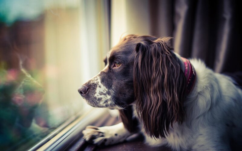 Spaniel Dog at Window — Brown