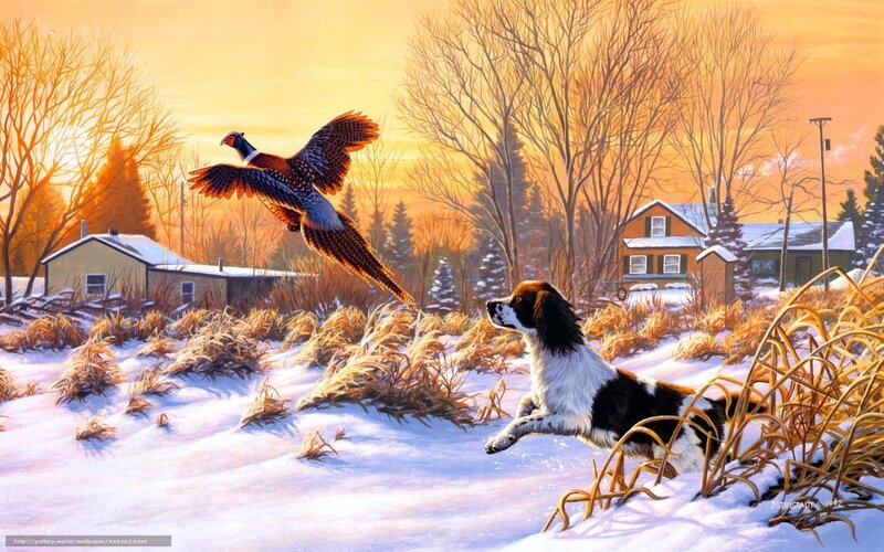 Spaniel Dog Chasing Pheasant — Orange, Dramatic