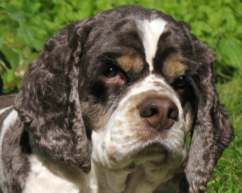 Spaniel Dog in Grass