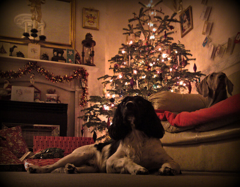 Spaniel Dog in Living Room